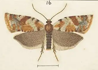 Epichorista zatrophana