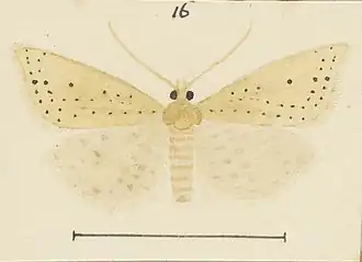 Epichorista elephantina