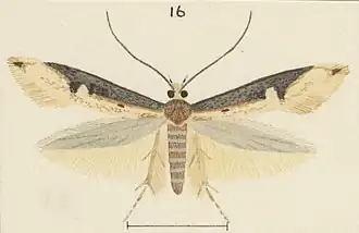 Crypsitricha generosa