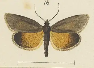 Gelophaula praecipitalis
