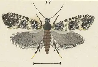 Tinea atmogramma