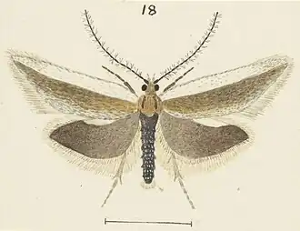 Eurythecta leucothrinca