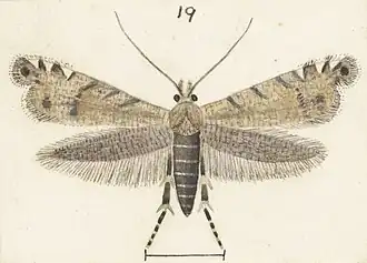 Glyphipterix nephoptera