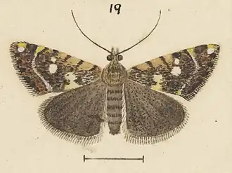 Glaucocharis planetopa