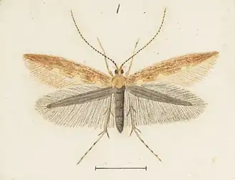 Caloptilia selenitis
