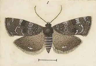 Asterivora analoga