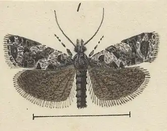 Cnephasia melanophaea