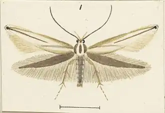 Elachista sagittifera