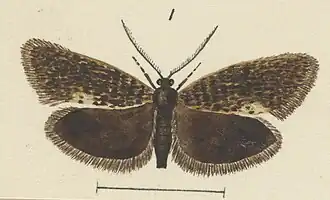 Mallobathra tonnoiri