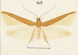 Stathmopoda holochra