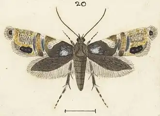 Glyphipterix erastis