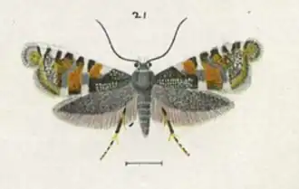 Glyphipterix euastera