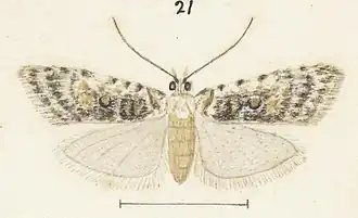 Carposina adreptella