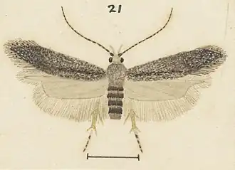 Bilobata subsecivella