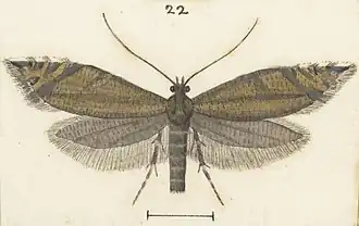 Glyphipterix aerifera