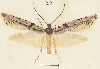 Crypsitricha roseata
