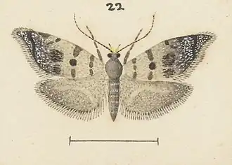 Asterivora tillyardi