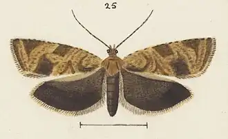 Epichorista crypsidora