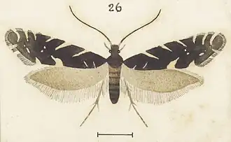 Tinea margaritis