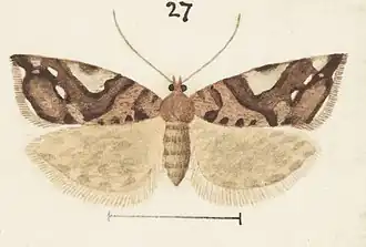 Pyrgotis arcuata