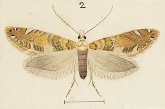 Eschatotypa melichrysa