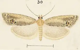 Bactra optanias