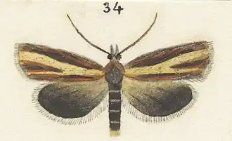 Gelophaula tributaria