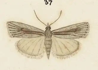 Eudonia paltomacha
