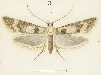 Anisoplaca acrodactyla