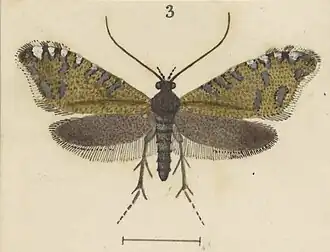 Glyphipterix octonaria