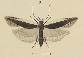 Kiwaia aerobatis