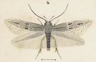 Elachista ombrodoca
