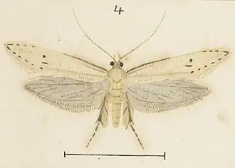 Prothinodes lutata