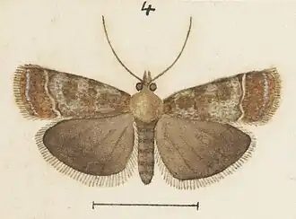 Eudonia epicremna