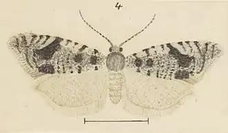 Ericodesma scruposa