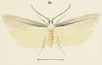 Kiwaia pumila