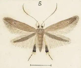 Thylacosceles acridomima