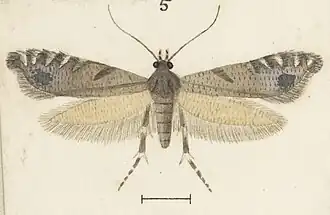 Glyphipterix acrothecta