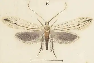 Prothinodes grammocosma