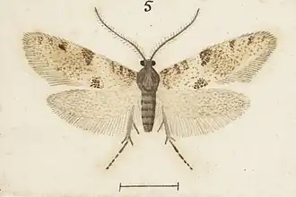 Mallobathra metrosema
