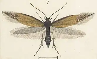 Glyphipterix aenea