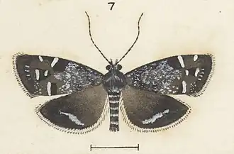 Asterivora microlitha