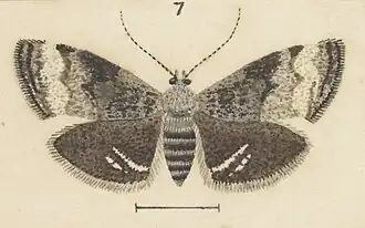 Asterivora albifasciata