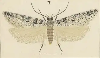 Kiwaia thyraula