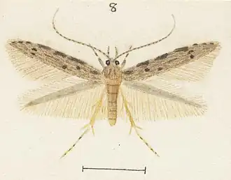 Microcolona characta