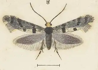 Tinea dicharacta