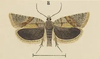 Eurythecta phaeoxyla