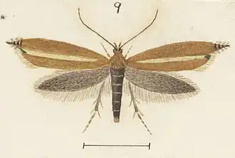 Glyphipterix bactrias