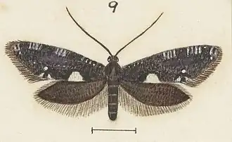 Tinea argodelta
