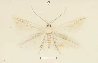 Elachista ochroleuca
